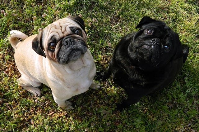 7 Ways to Make Pets Cost Less 7 Ways to Make Pets Cost Less
